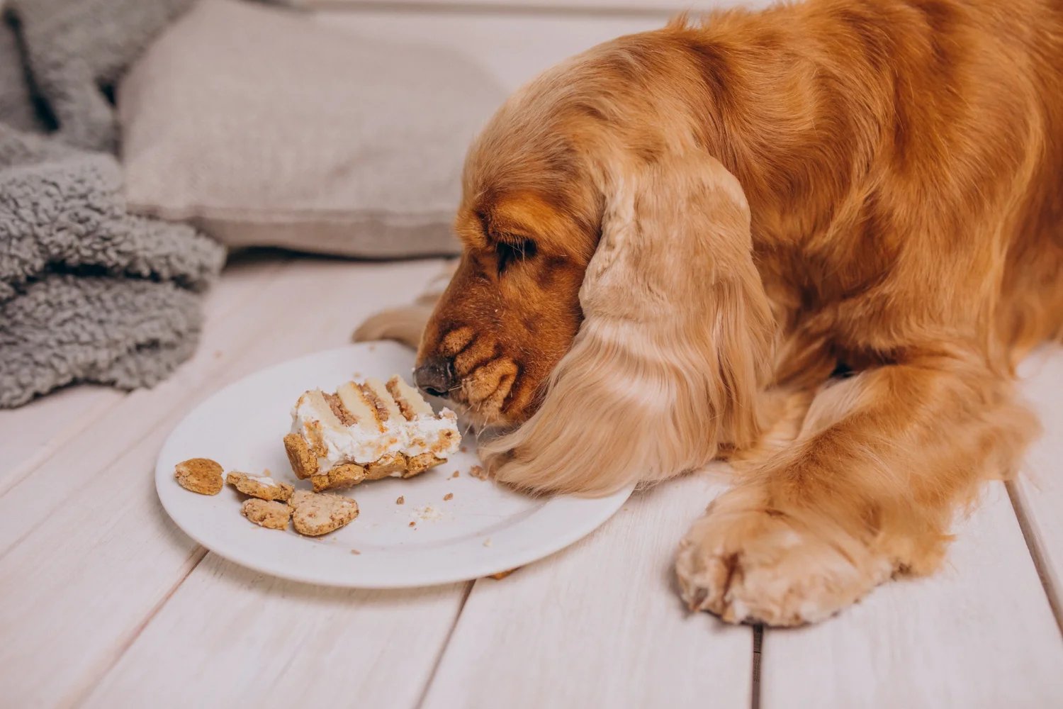 The Cheesy Truth — Benefits of Cheese for Pets